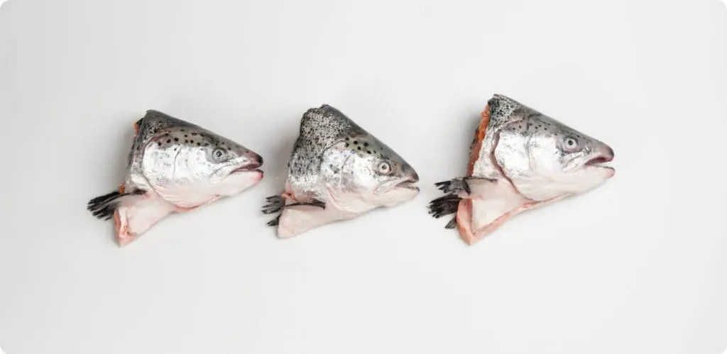 Salmon heads